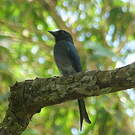 Drongo à ventre blanc