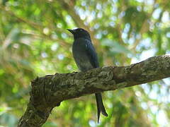 Drongo à ventre blanc