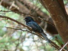 Fork-tailed Drongo