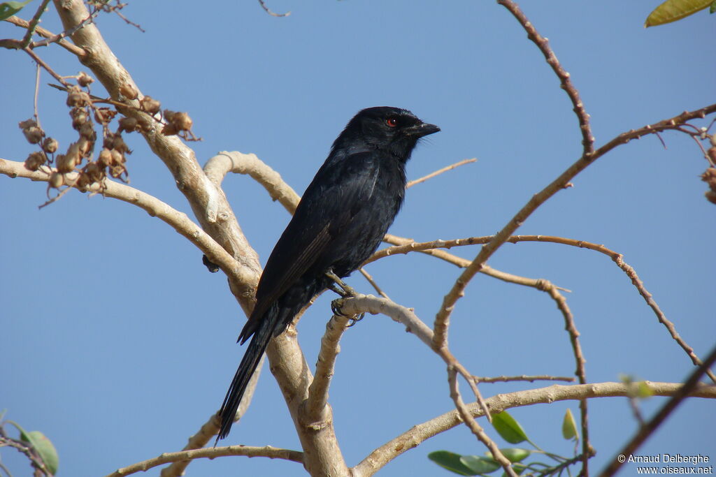 Fork-tailed Drongo