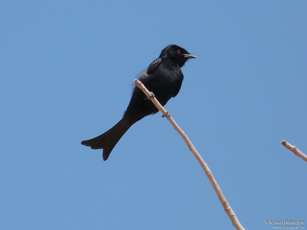 Fork-tailed Drongo