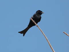 Fork-tailed Drongo