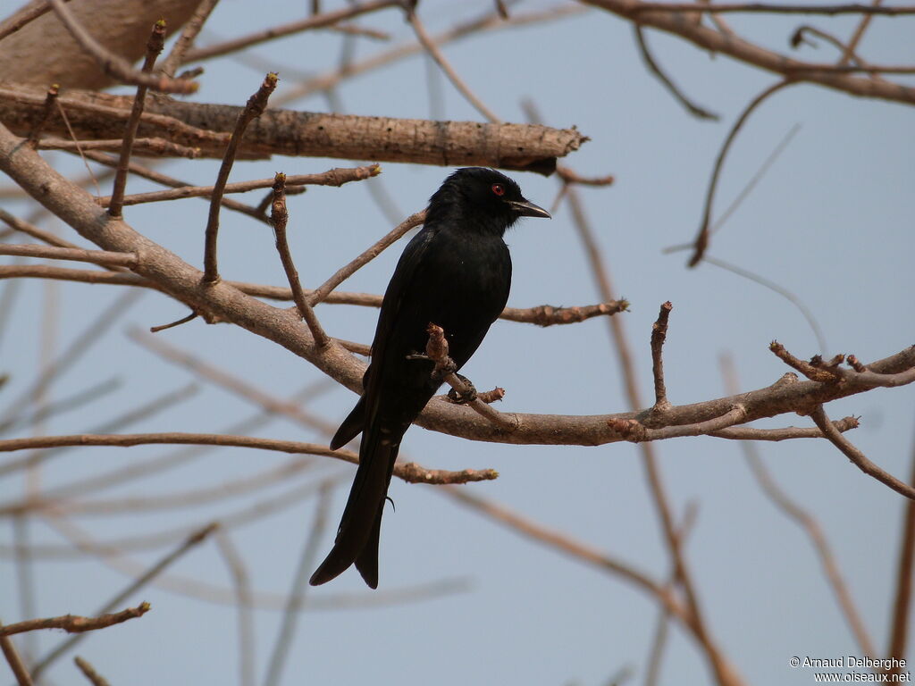 Fork-tailed Drongo