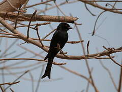 Fork-tailed Drongo