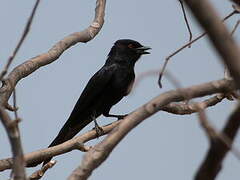 Fork-tailed Drongo