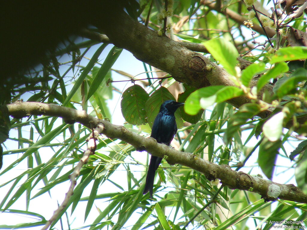 Drongo bronzé