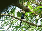 Drongo bronzé