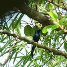 Drongo bronzé