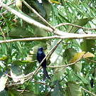 Drongo bronzé