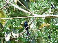 Drongo bronzé