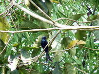 Drongo bronzé