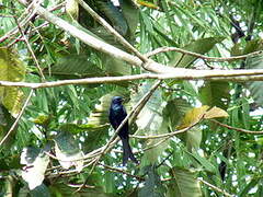 Drongo bronzé