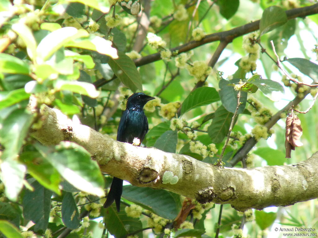 Drongo bronzé