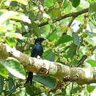 Drongo bronzé
