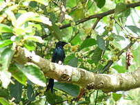 Drongo bronzé