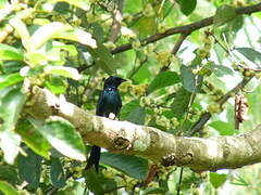 Bronzed Drongo