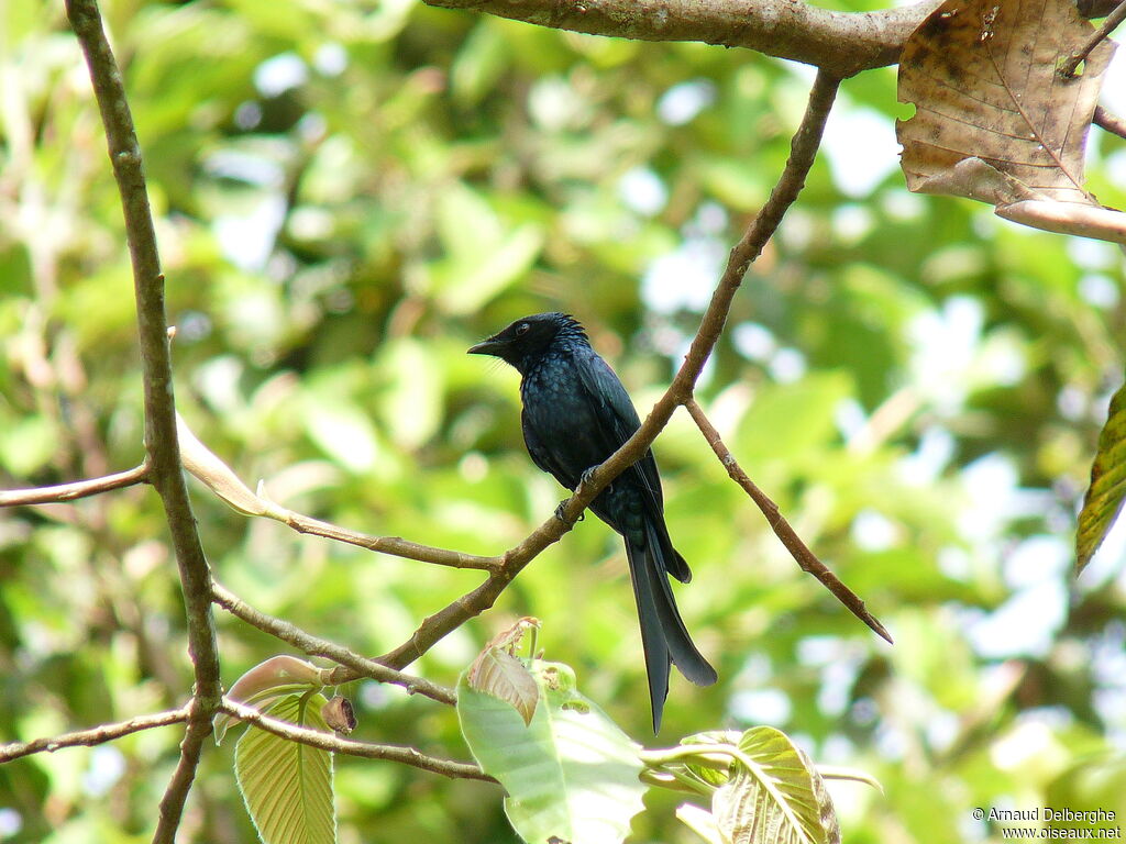 Drongo bronzé