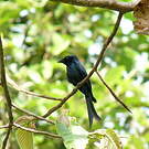 Drongo bronzé
