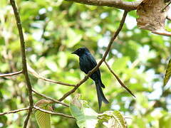 Bronzed Drongo