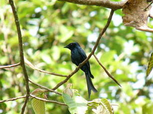 Drongo bronzé