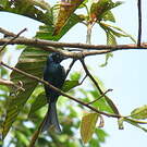 Drongo bronzé