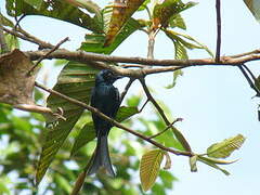 Drongo bronzé