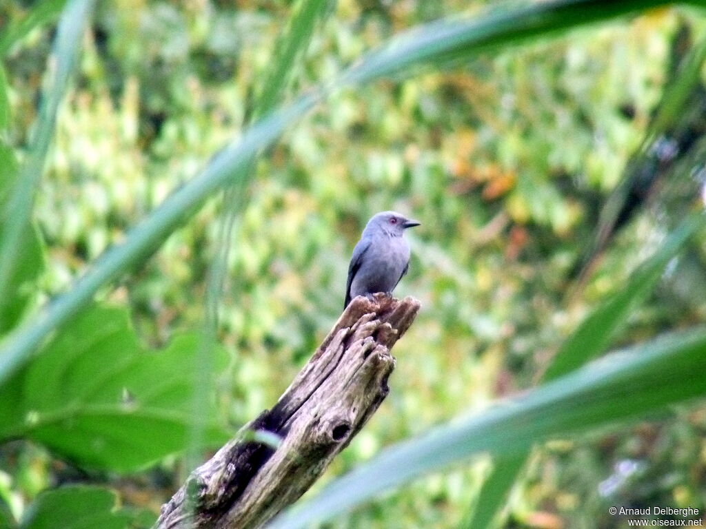 Ashy Drongo