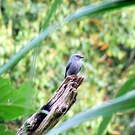 Drongo cendré