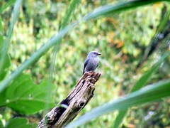 Ashy Drongo