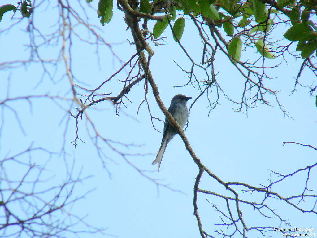 Ashy Drongo