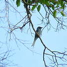 Drongo cendré