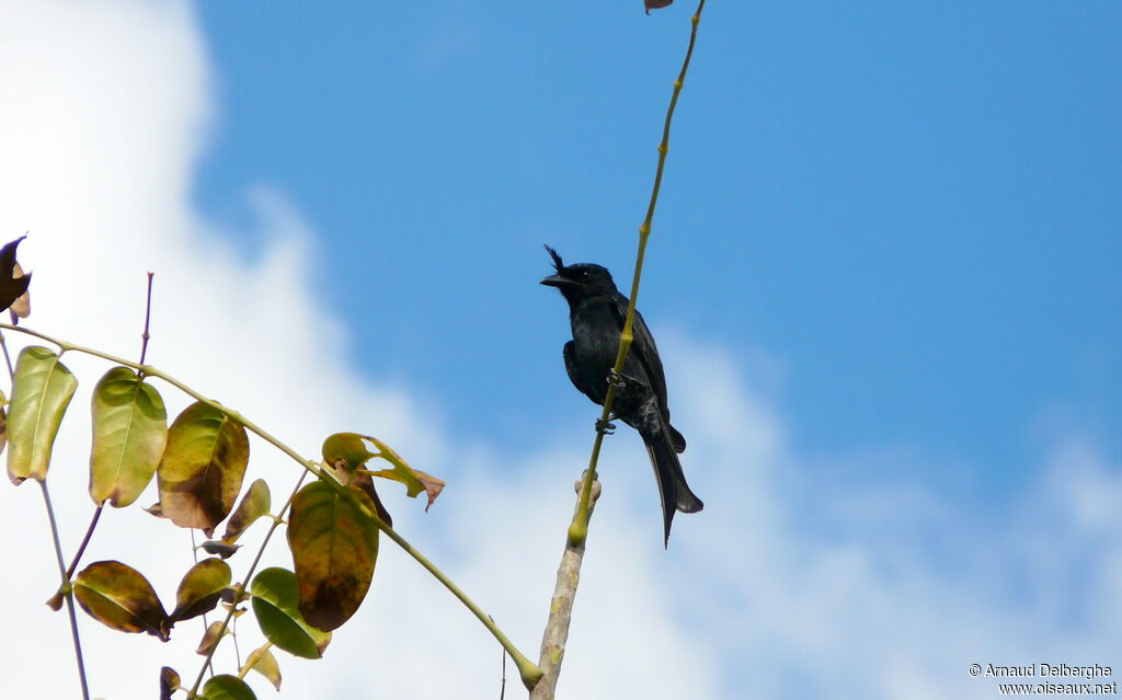 Crested Drongo