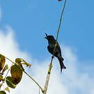Drongo malgache