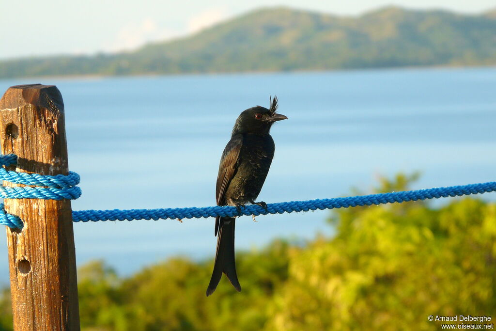 Crested Drongo