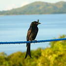 Drongo malgache