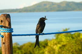 Crested Drongo