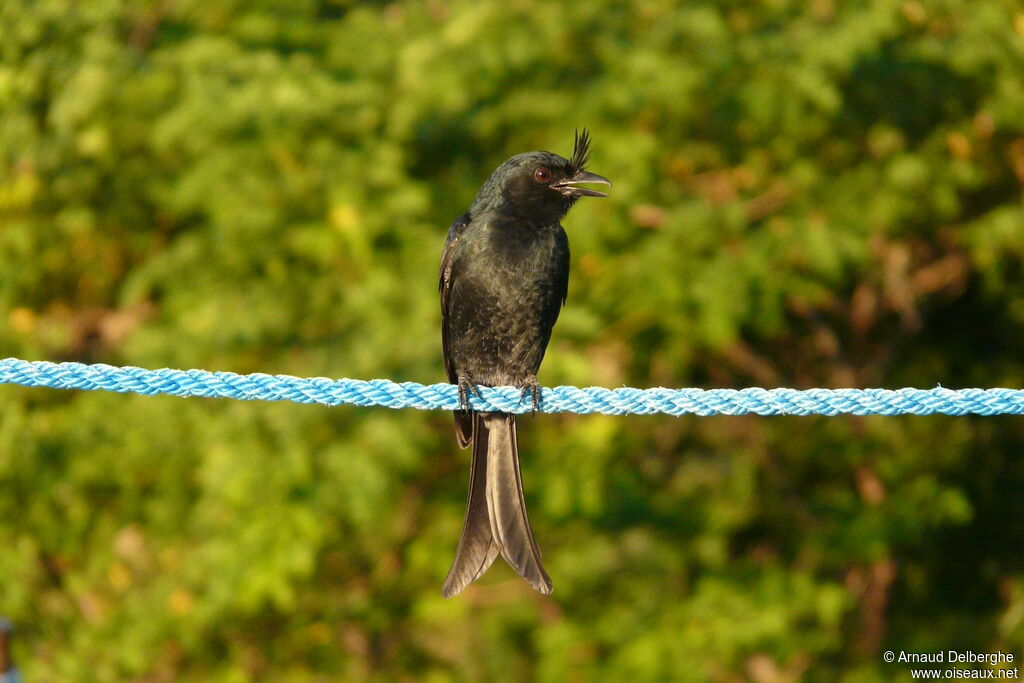 Crested Drongo