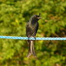 Drongo malgache
