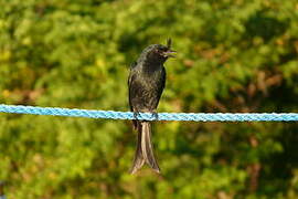 Crested Drongo