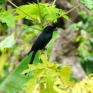 Drongo malgache