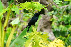 Crested Drongo