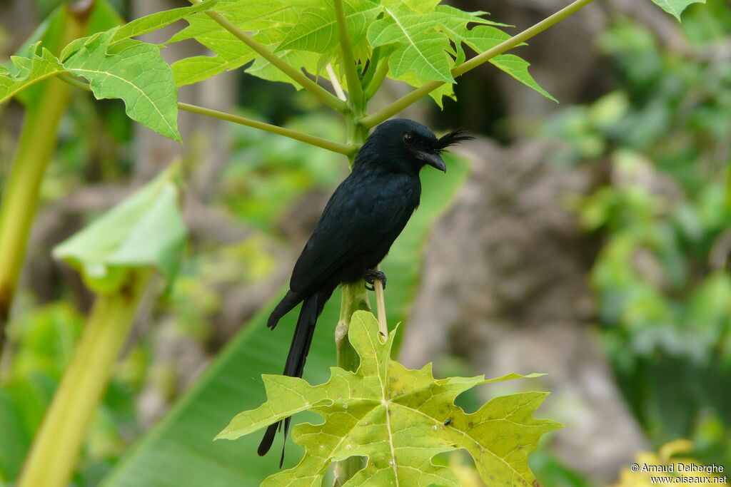 Crested Drongo