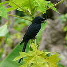 Drongo malgache