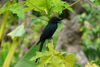 Drongo malgache