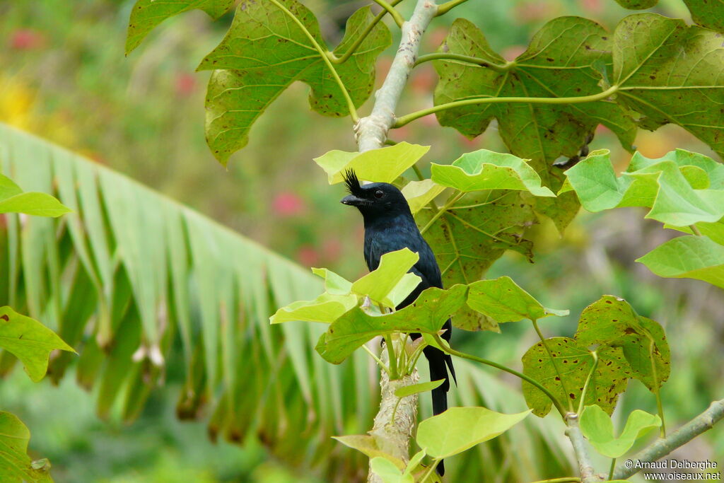 Crested Drongo