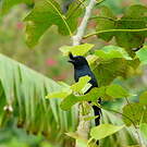 Drongo malgache