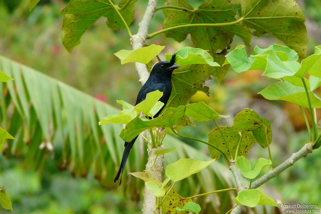 Crested Drongo