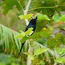 Drongo malgache