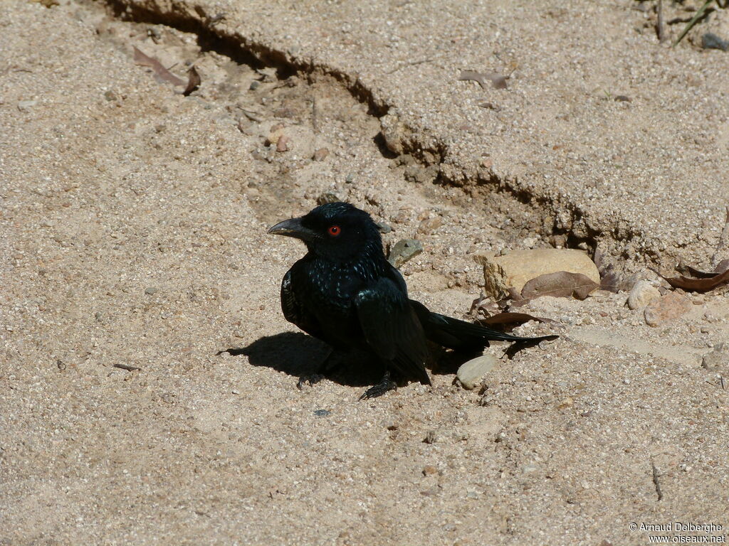 Spangled Drongo