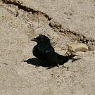 Drongo pailleté